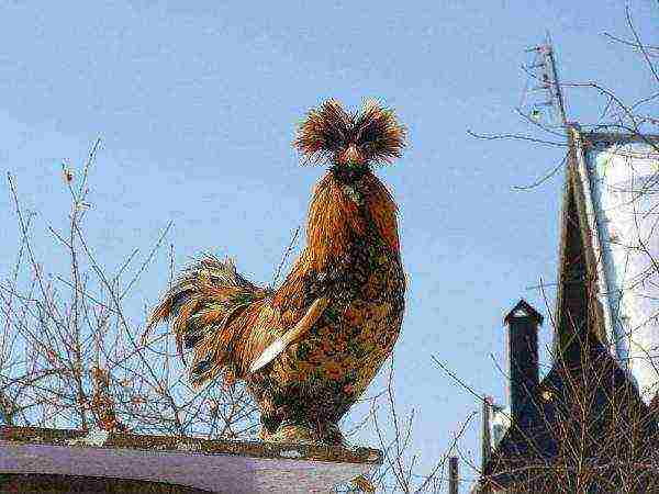 rooster of the Pavlovsk breed