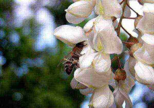 A bee collects nectar on a white acacia flower