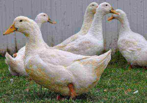 Peking ducks in the yard