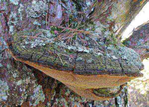 يشير وجود عيش الغراب الكبير في قاعدة كرز الطيور إلى تطور العفن البني لجذور الشجرة