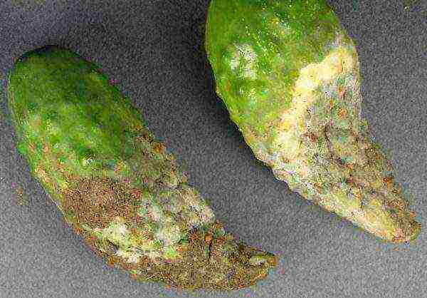 Cucumbers sick with fungus