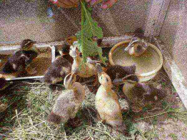 Grass-feeding slightly grown ducklings