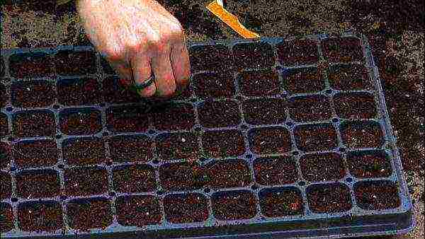 Planting cabbage seeds