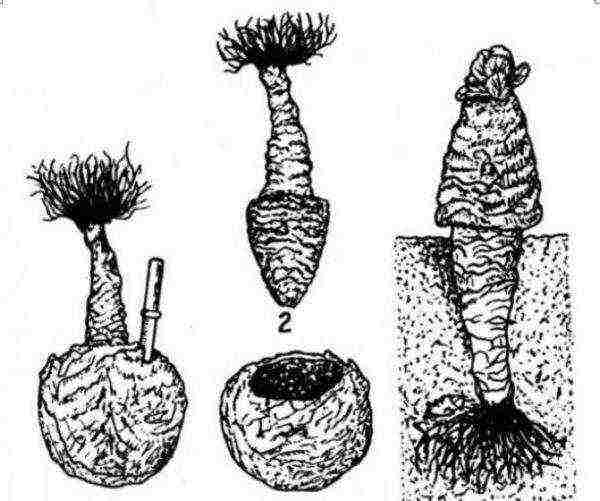 Preparing the cabbage mother liquor for planting