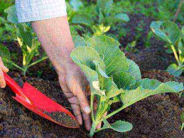 Variety care after planting