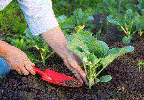 Top dressing of cabbage