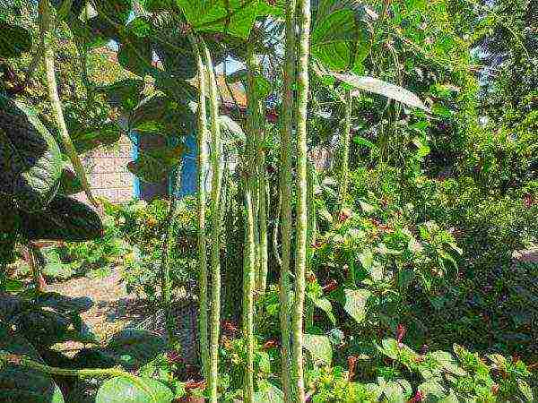 Asparagus beans, especially young ones, cannot stand the slightest frost and even cold snaps.