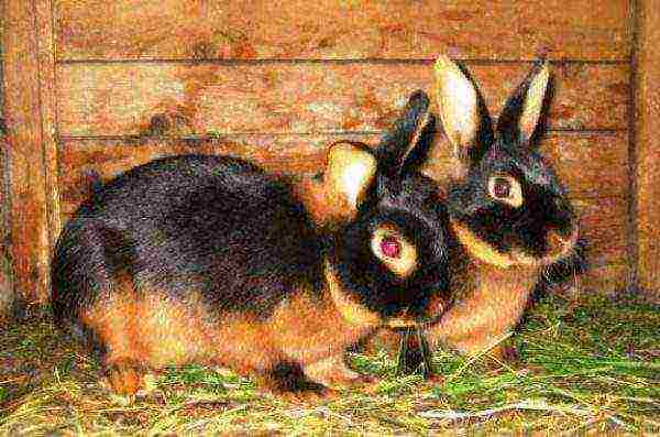 Black-brown rabbits