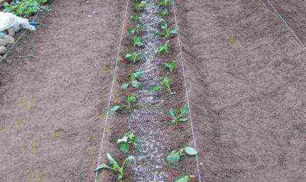 Planting cabbage in a seedling way, a simple scheme