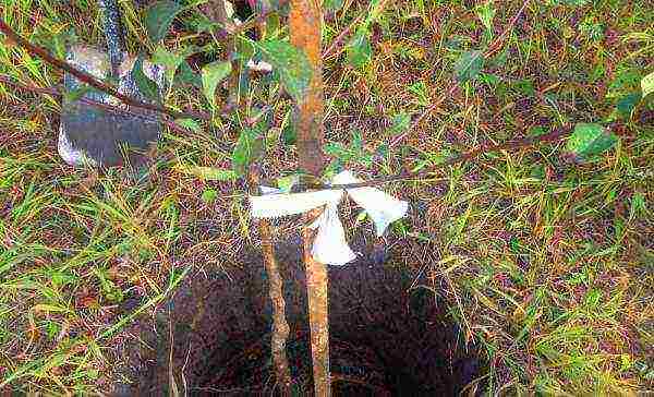 When planting a pear seedling in Memory of Yakovlev, pay attention to the location of the root collar: it should be 5-6 cm above ground level