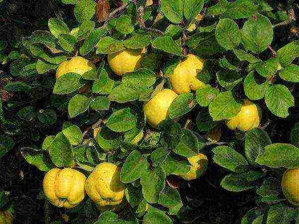 Quince bush with fruits