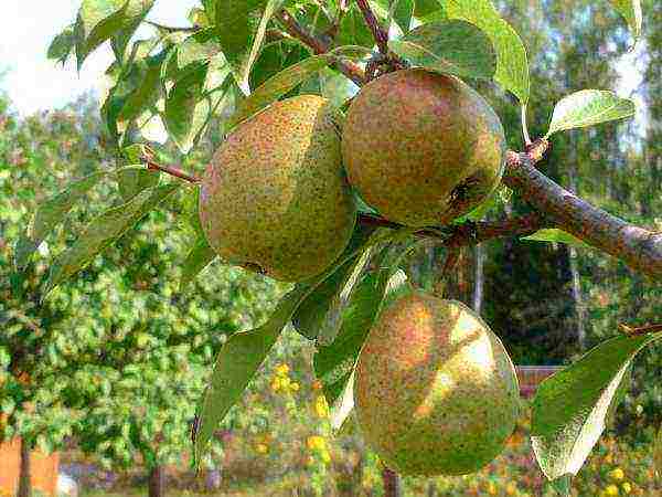 It is recommended to collect the fruits of the Severyanka pear a week before the onset of full ripeness.