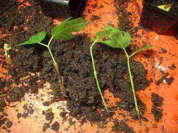 Viburnum seedlings