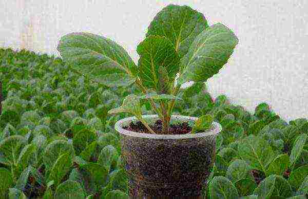 Growing white cabbage seedlings