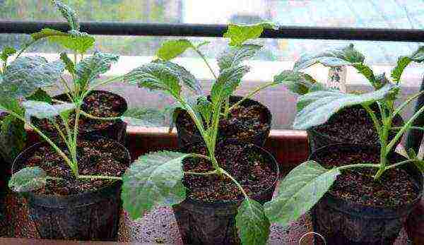 Seedling cabbage from seeds