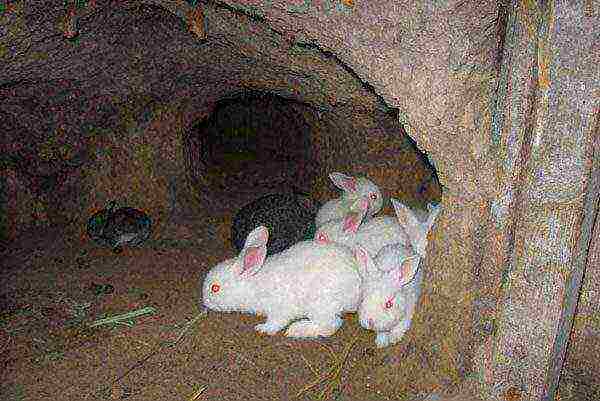 Little rabbits in the pit