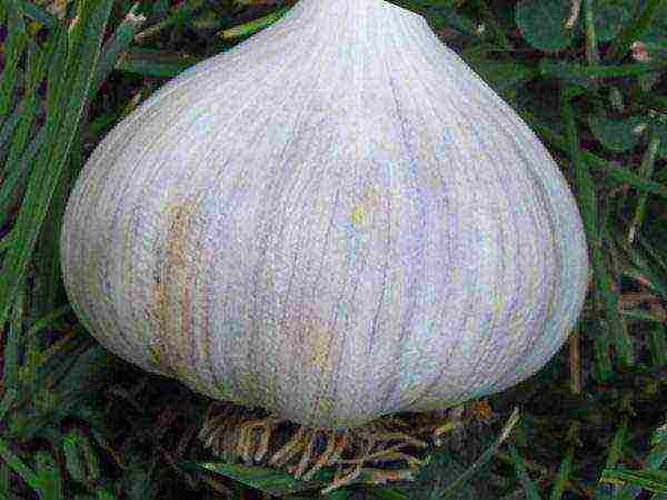 Rocombol onion fruit