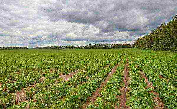 Smooth rows of planted potatoes