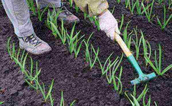 Periodically, the beds with garlic need to be loosened and weeds removed.