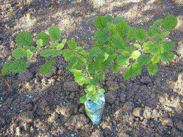 Hazelnut seedling Masterpiece