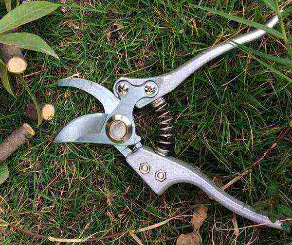 Before trimming, tools must be disinfected with any fungicide, just boiling water, wipe dry