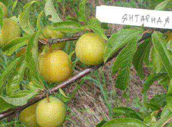 Amber variety of plum