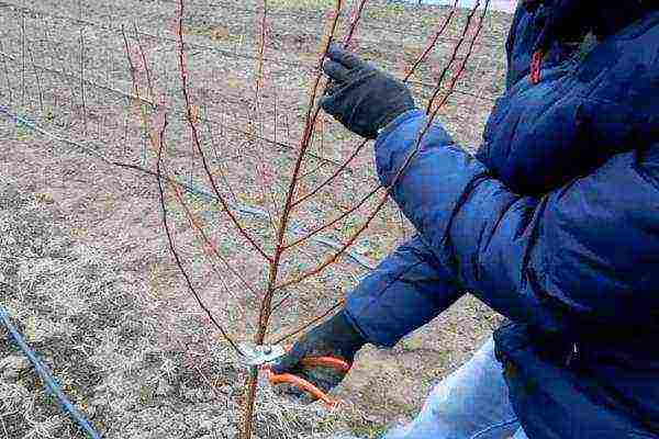 In the first year, the apricot seedling is cut "into a ring", leaving 80-90 centimeters from the ground