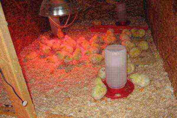 Arranging a place for newly hatched chicks