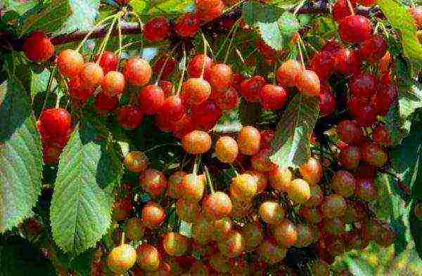 Ripe bunches of Fatezh cherries, ready to harvest