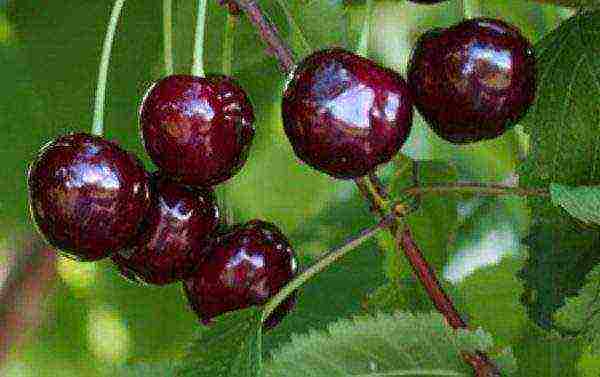 Cherry rechitsa