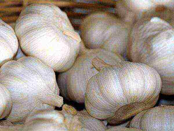 Garlic variety Abrek