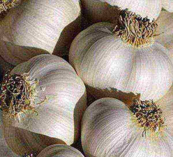 Aleisky garlic variety