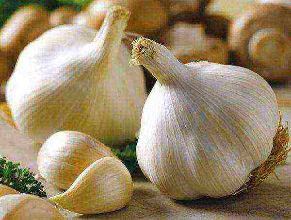 Garlic variety Moscow