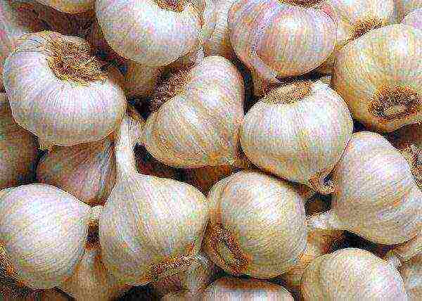 Garlic variety Odessa 13