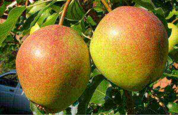 Pear variety Red-sided