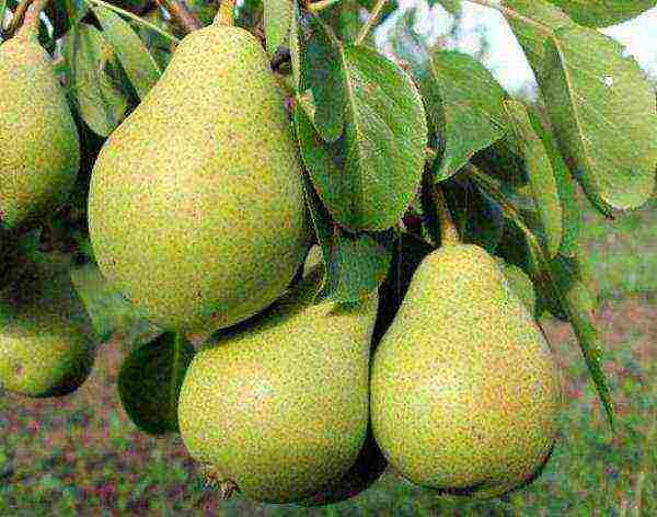 Pear variety Severyanka