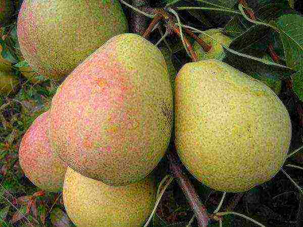 Ripe fruits of Veles pear on the tree