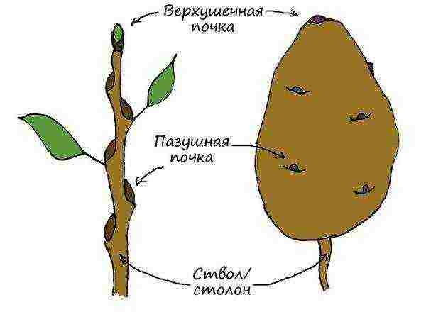 Potato structure