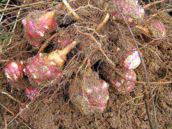 Earthen pear roots