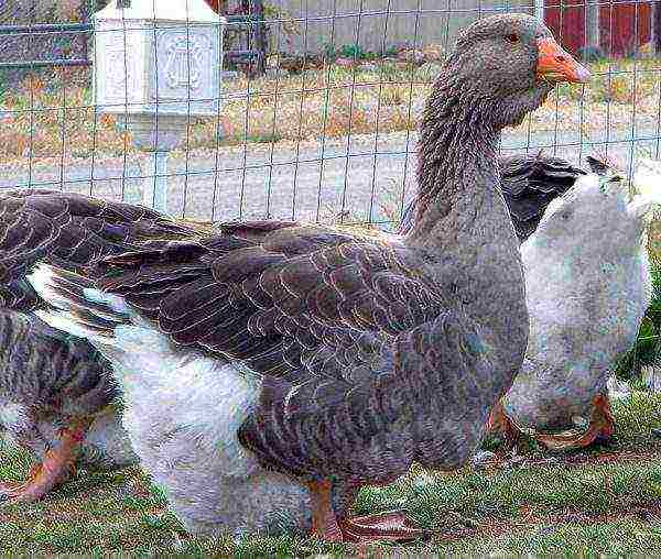 Toulouse geese baked with apples for christmas