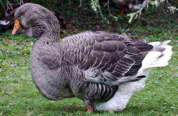 Toulouse geese are sensitive to weather changes