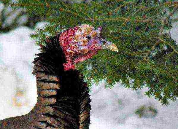 Smallpox in turkeys