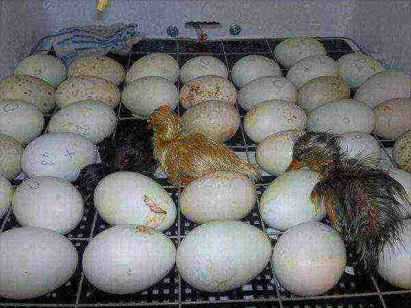ลูกไก่ตัวแรกในตู้ฟัก