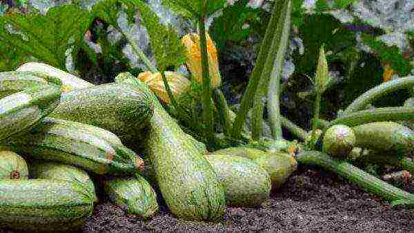 During active fruiting, zucchini is harvested every other day.