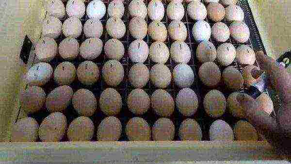 setting eggs in an incubator