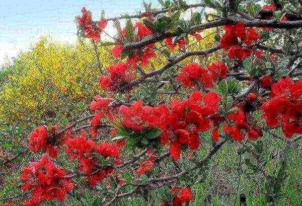 Para sa ubo, brongkitis, tracheitis, kapaki-pakinabang ang mga bulaklak na halaman ng kwins sa Japan