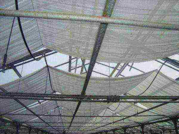 Greenhouse shading