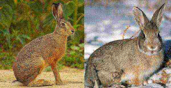 The main differences between a rabbit and a hare