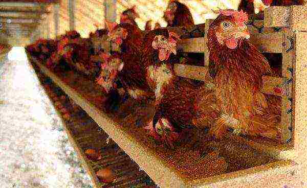 Organization of feeding hens on an industrial scale