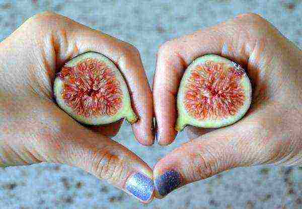 Figs are useful for potency, prevention of heart attacks and strokes, with swelling of the legs and varicose veins